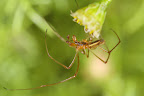 Various shots done with MP-E 1-5x 65mm Macro lens.