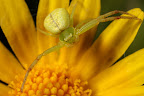 Various shots done with MP-E 1-5x 65mm Macro lens.