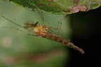 Various shots done with MP-E 1-5x 65mm Macro lens.