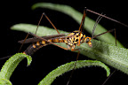 Various shots done with MP-E 1-5x 65mm Macro lens.