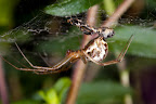 Various shots done with MP-E 1-5x 65mm Macro lens.