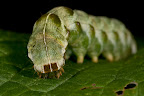 Various shots done with MP-E 1-5x 65mm Macro lens.