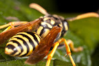 Various shots done with MP-E 1-5x 65mm Macro lens.