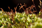 Various shots done with MP-E 1-5x 65mm Macro lens.