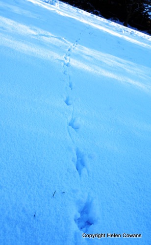 [footprints 2[2].jpg]
