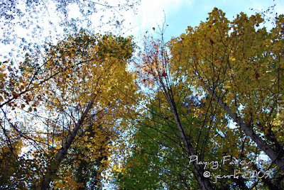 fall 09