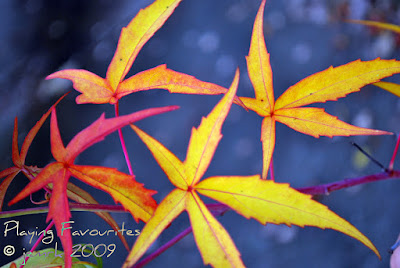 fall 09
