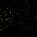 Firefly