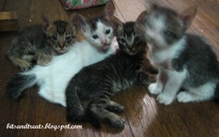 cute kittens, by bitsandtreats cute kittens, by bitsandtreats