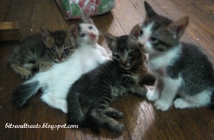 really bored kitties, by bitsandtreats really bored kitties, by bitsandtreats