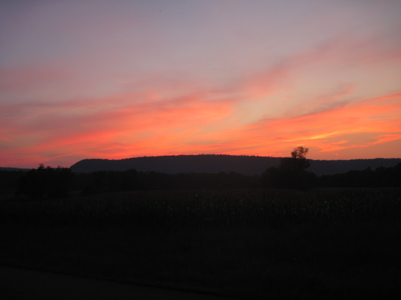 Sept. 3, 2010 Field of purple wildflowers near Bloomingburg, New York