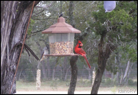 Red-Cardinal