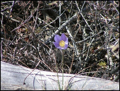 Wildflower