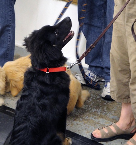 [sit stay[4].jpg]