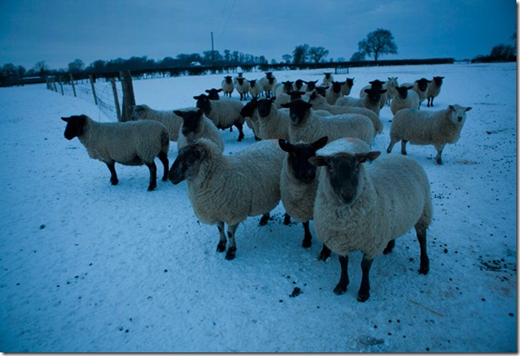 Blue Sheep by jezblog