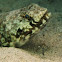 Variegated lizardfish
