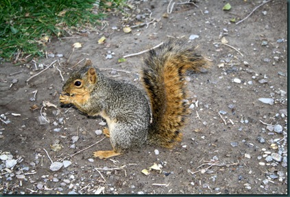 Squirrel 012