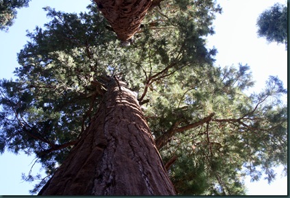 Sequoia National Park 161