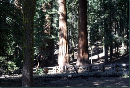 Sequoia National Park 158 Sequoia National Park 158
