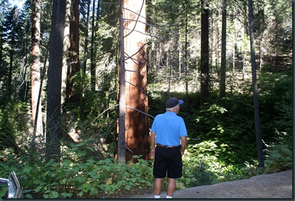 Sequoia National Park 101