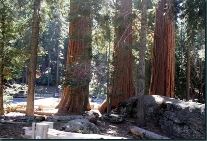 Sequoia National Park 110