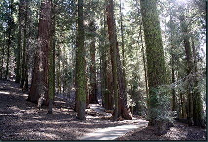 Sequoia National Park 249 Sequoia National Park 249