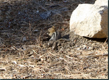 Sequoia National Park 274