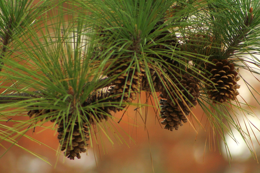 [Pine cones 005[4].jpg]