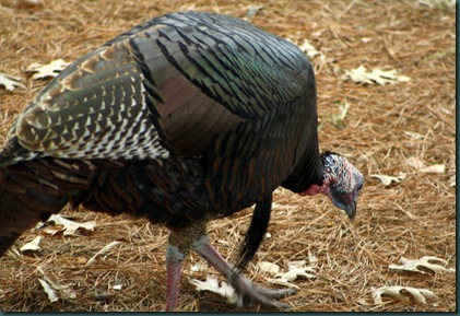 Turkey up close 007