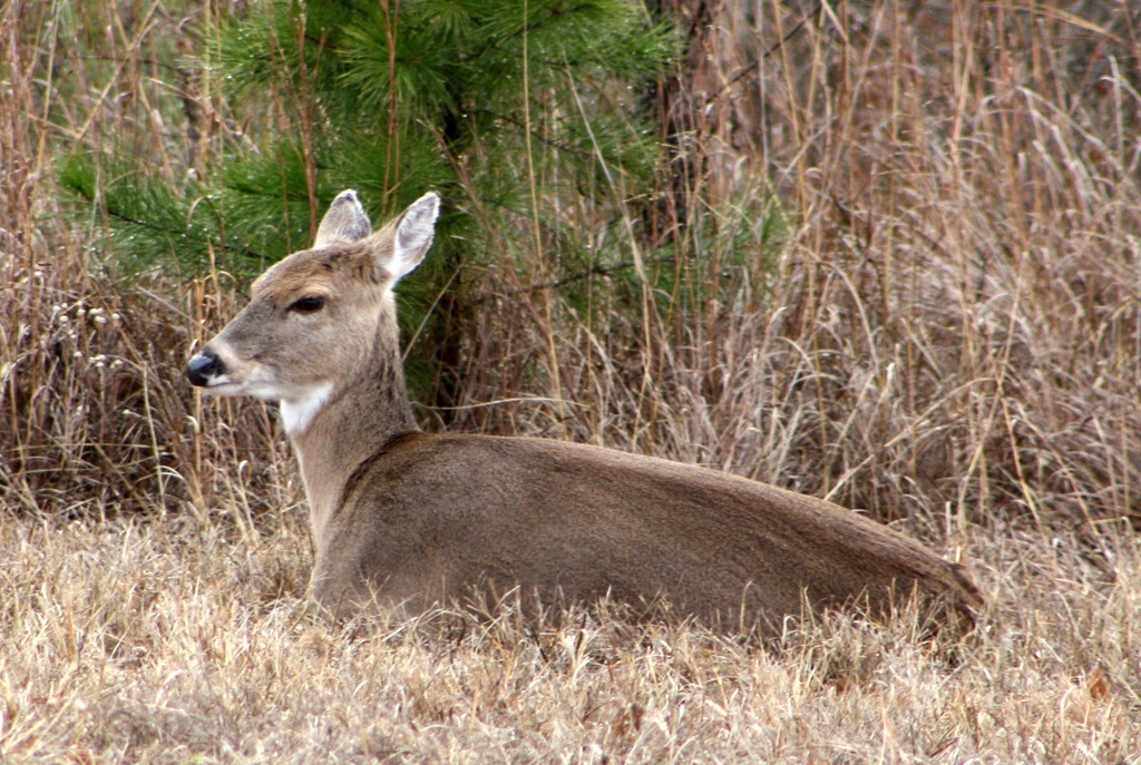 [Deer--McAlester-0124.jpg]