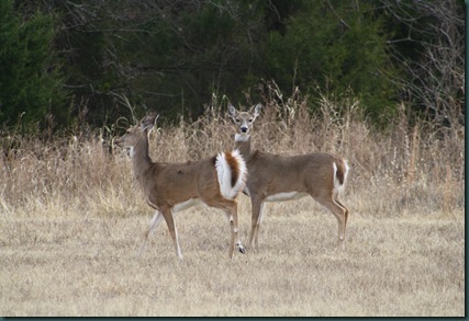 More deer and ginger's house 008