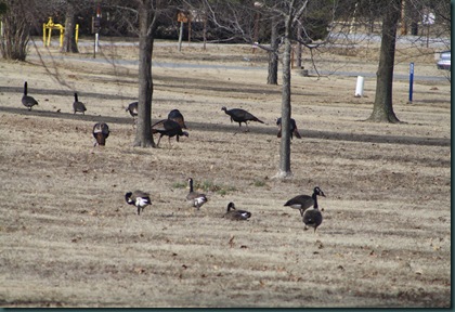 Geese and turkey 037