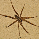Wolf Spider