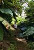 Climbing Mt Scenery, Saba, NA.jpg