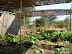 Komkommer, courgette en wortels Komkommer, courgette en wortels