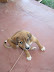 Onze Nillis