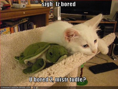funny-pictures-cat-is-bored