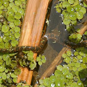 Banded Water Snake