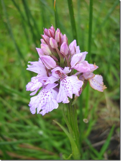 Harbottle 011