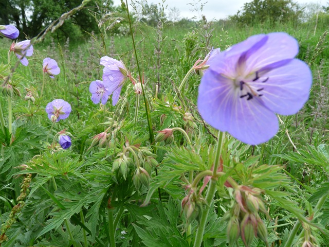 [Walk 4 5 Flowers Owls 009[3].jpg]