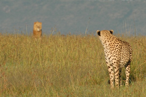 [cheetah3.jpg]