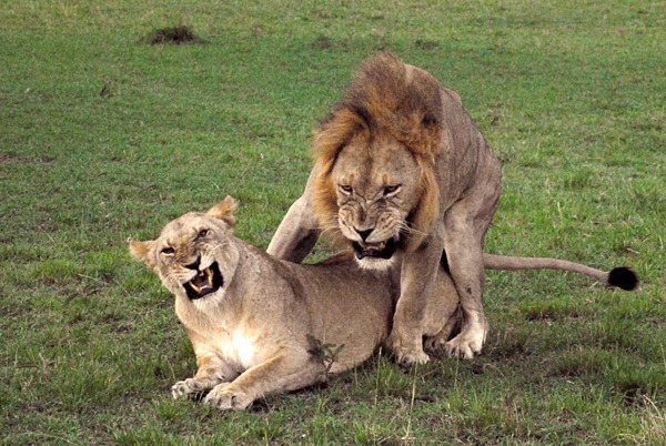 [mating[4].jpg]