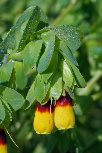 http://lh4.ggpht.com/_CZYtjsGZUlE/Sxgj9QQ60PI/AAAAAAAAAEs/ELTPEZaOXbo/s512/2009Sar-015%20Cerinthe%20major001.jpg