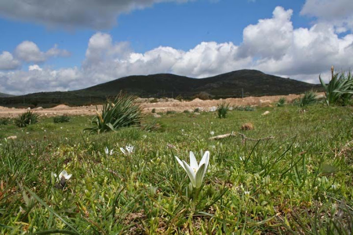 http://lh4.ggpht.com/_CZYtjsGZUlE/Sxq4_vob0ZI/AAAAAAAAAHA/LQLG5RzmOUA/s720/2009Sar-301%20Ornithogalum%20collinum001.jpg