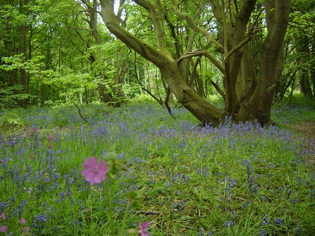 [Everdon Stubbs 009[2].jpg]