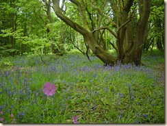 Everdon Stubbs 009