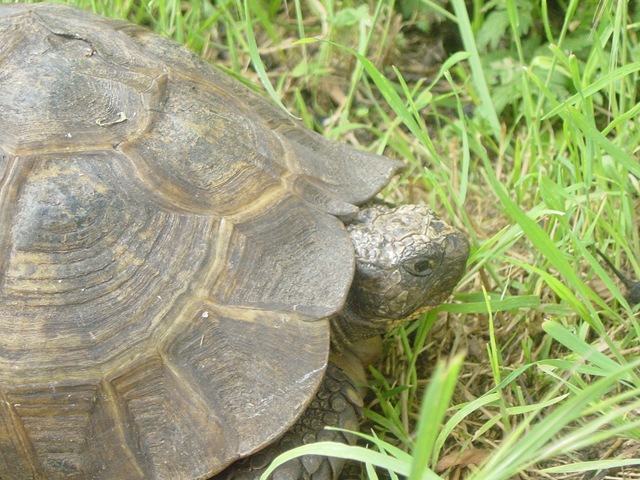 [Tortoise 008[4].jpg]
