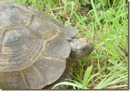 Tortoise 008