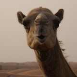 Dubai 2007