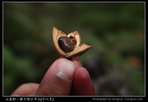 浙江-常山-芳村-茶油制作-山茶籽和茶仁